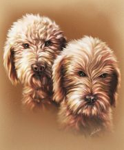 Chapman-Pups