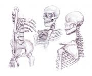 Skeletal Anatomy